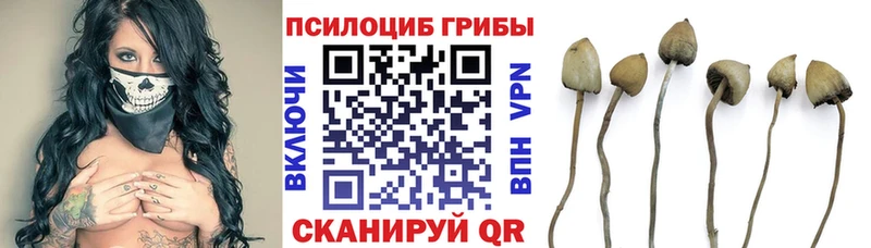 Галлюциногенные грибы Psilocybe Купить где Яровое